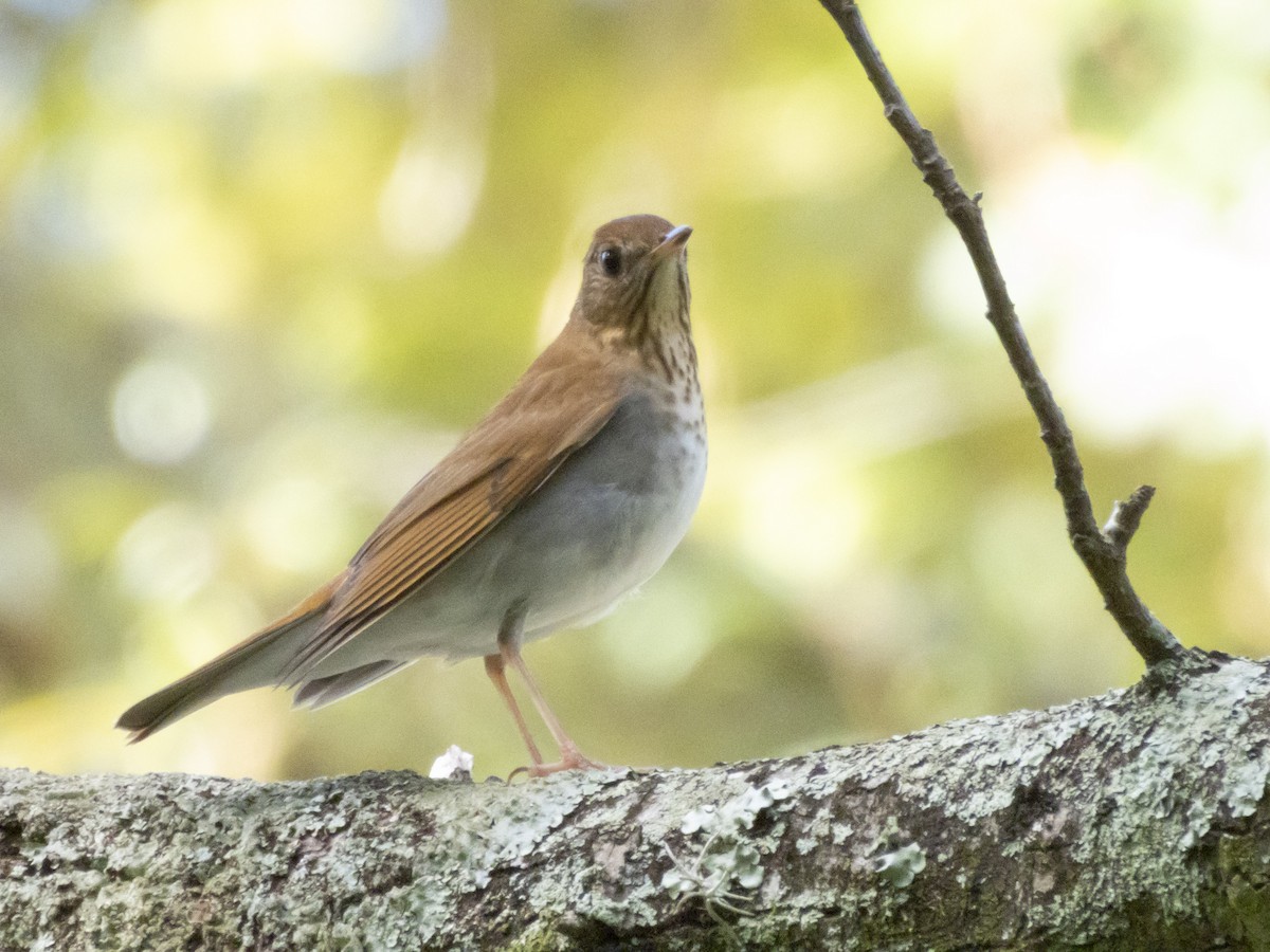 Veery - ML642709964