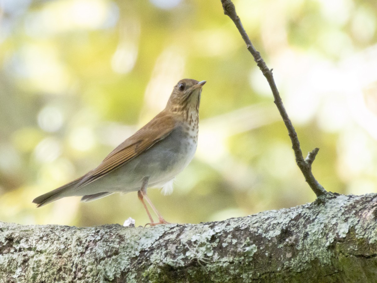 Veery - ML642709965