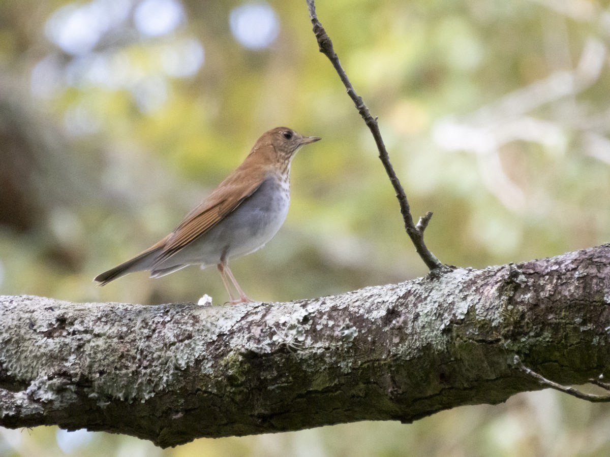 Veery - ML642709966