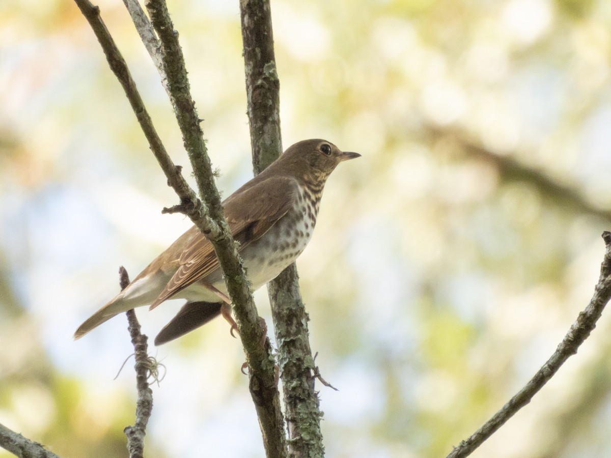 Swainson's Thrush - ML642709975