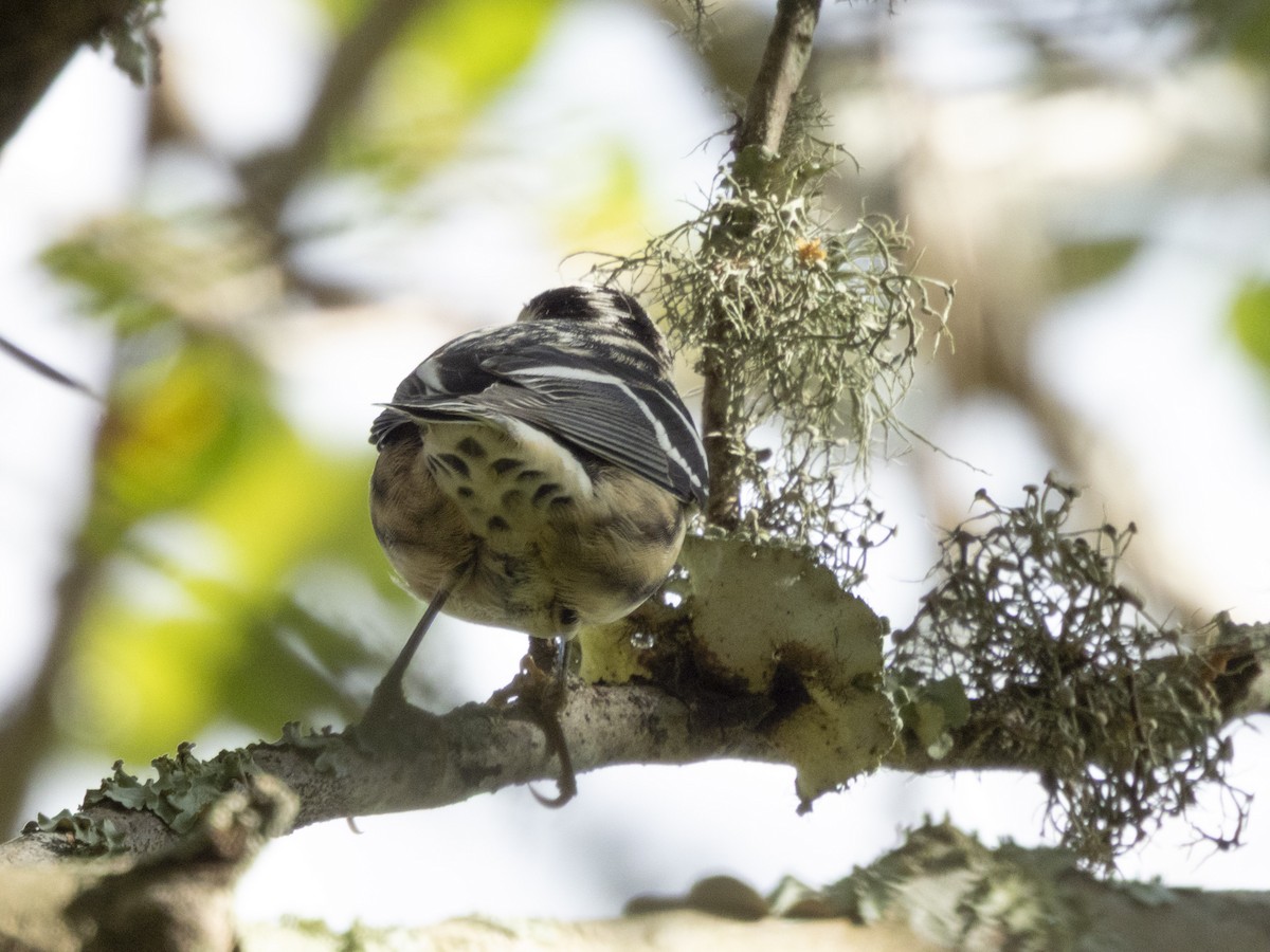 Black-and-white Warbler - ML642709981