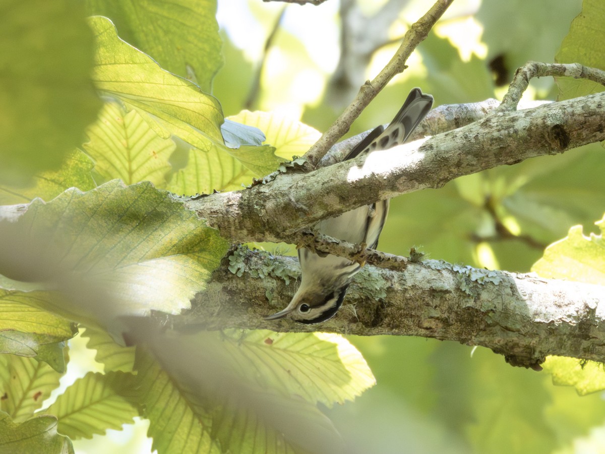 Black-and-white Warbler - ML642709982
