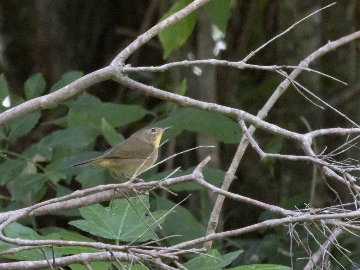 Common Yellowthroat - ML642709987