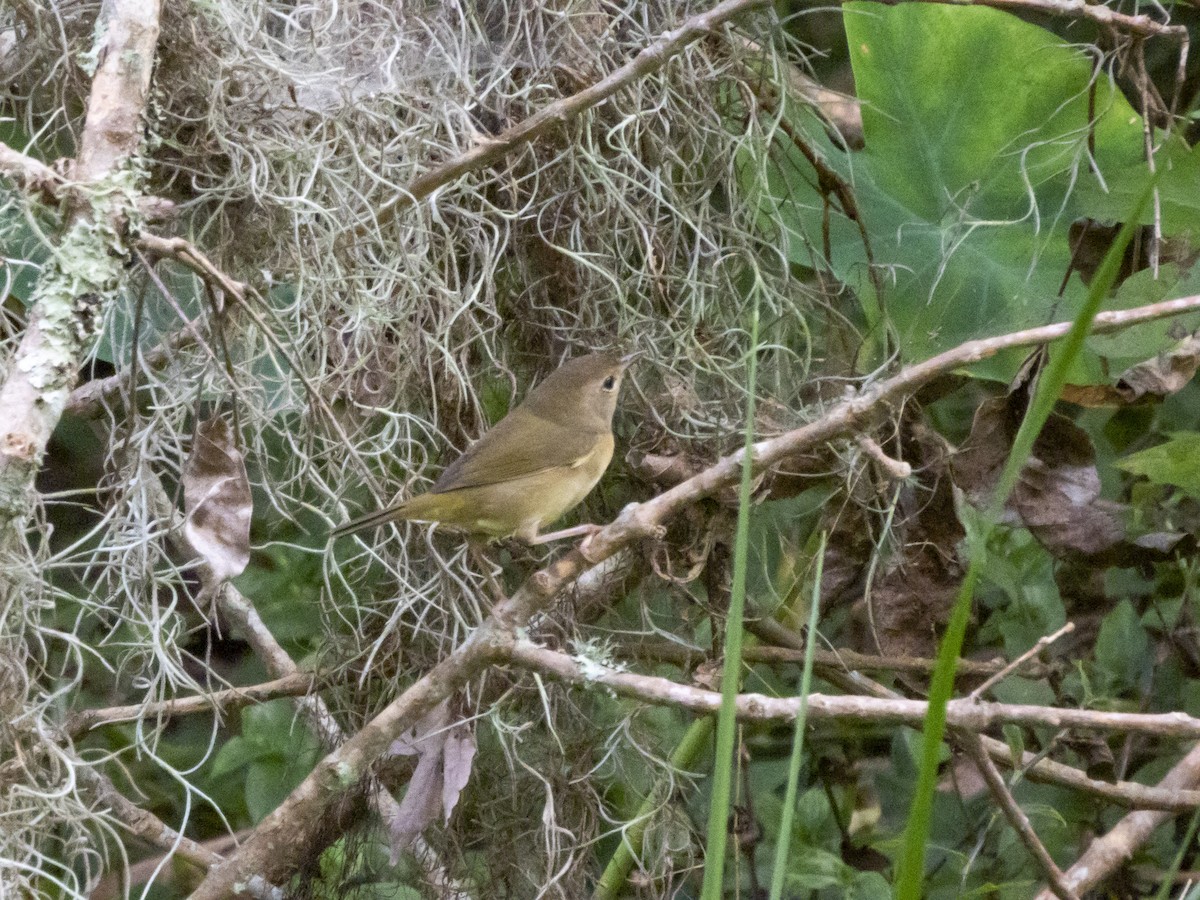 Common Yellowthroat - ML642709988