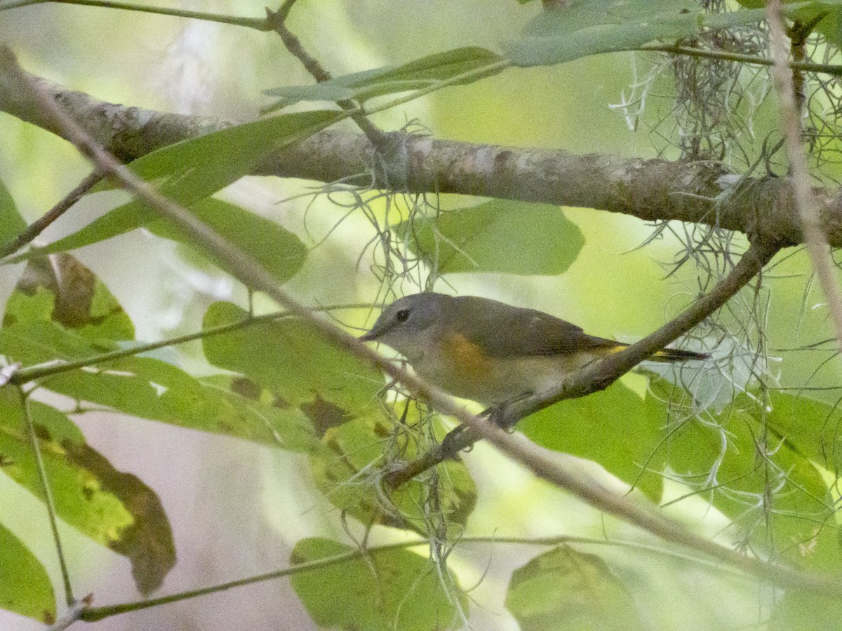 American Redstart - ML642709990
