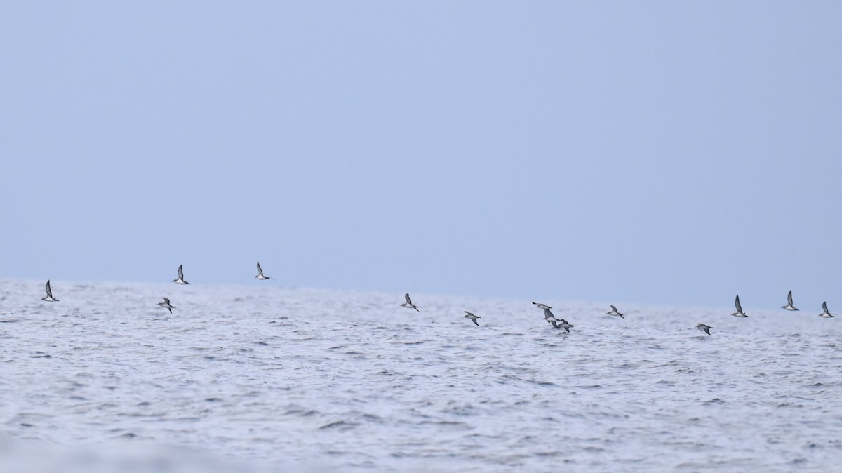 Black-vented Shearwater - ML642709991