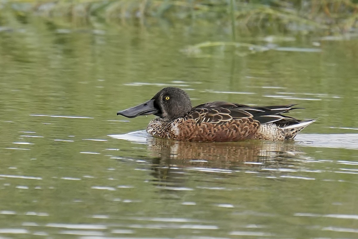 Northern Shoveler - ML642709992