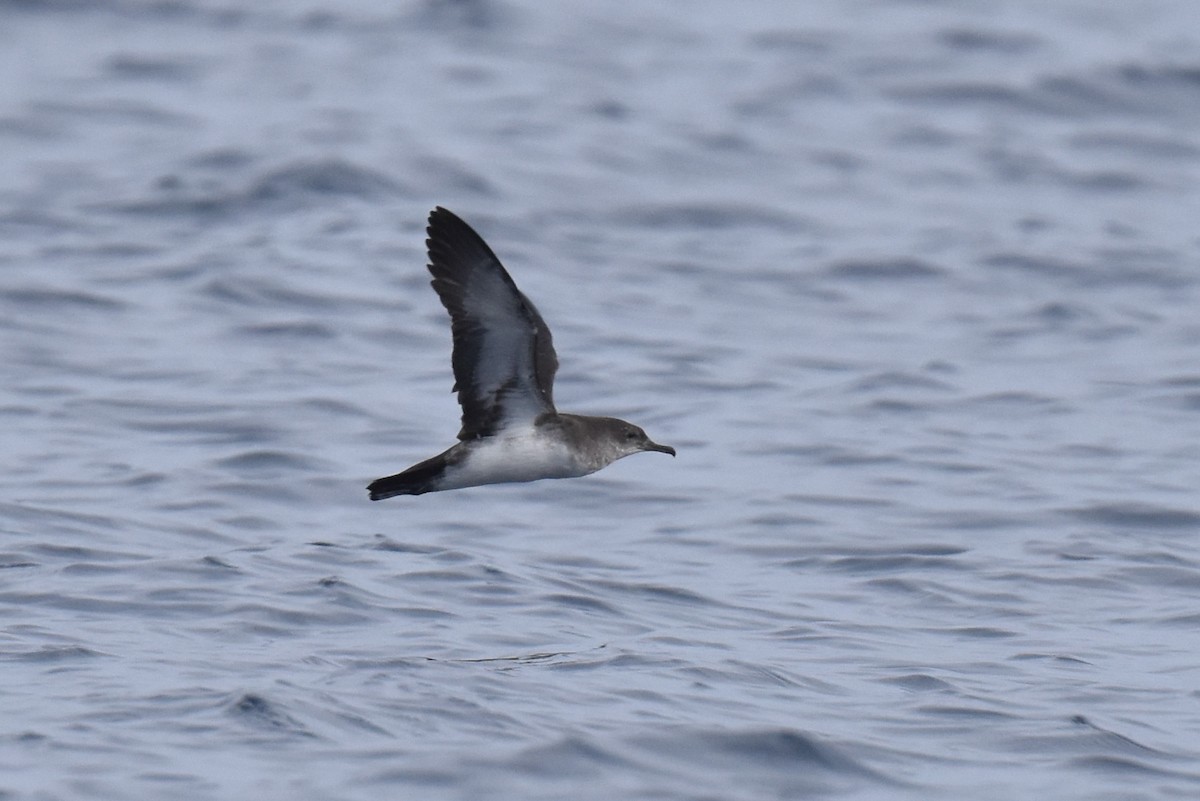 Black-vented Shearwater - ML642710002