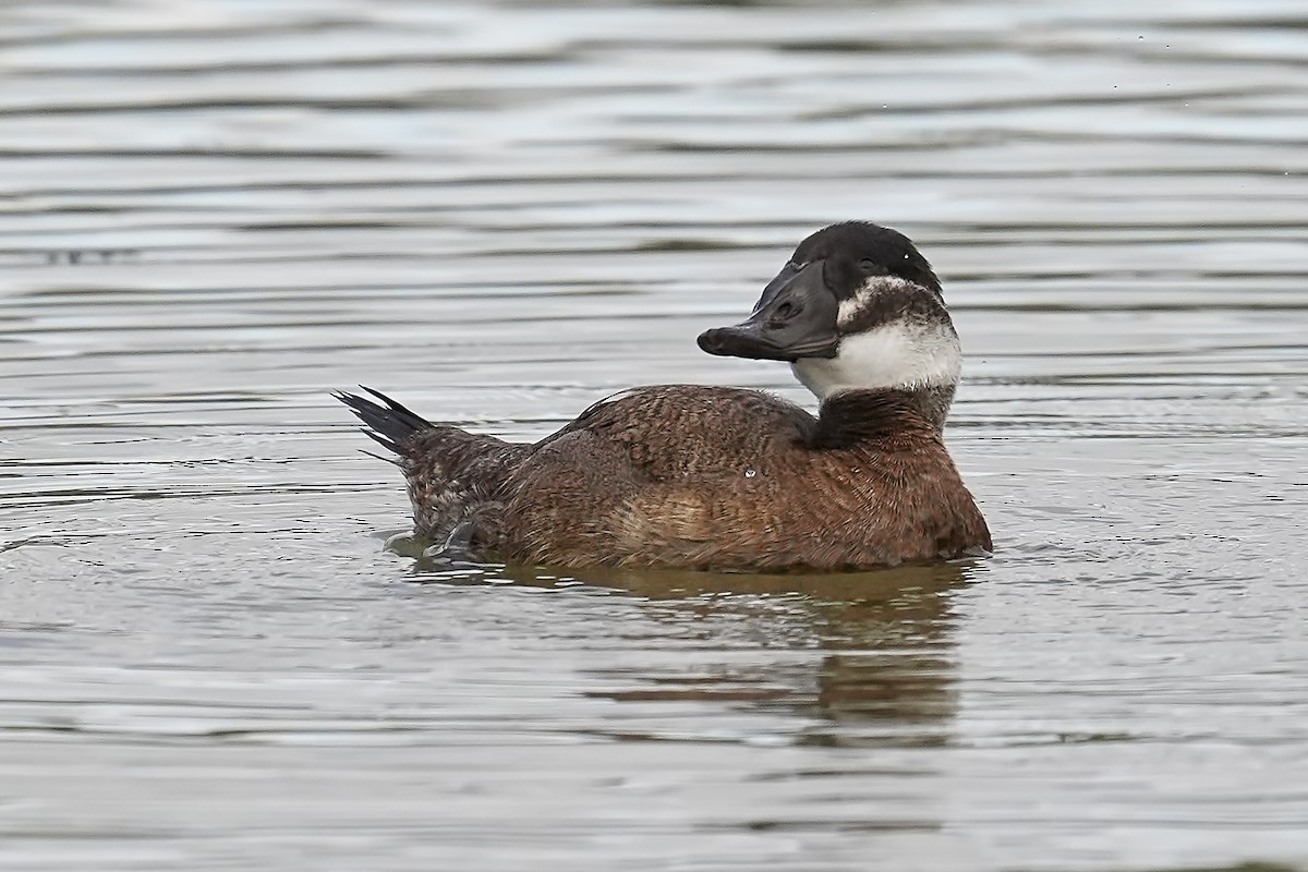 White-headed Duck - ML642710013