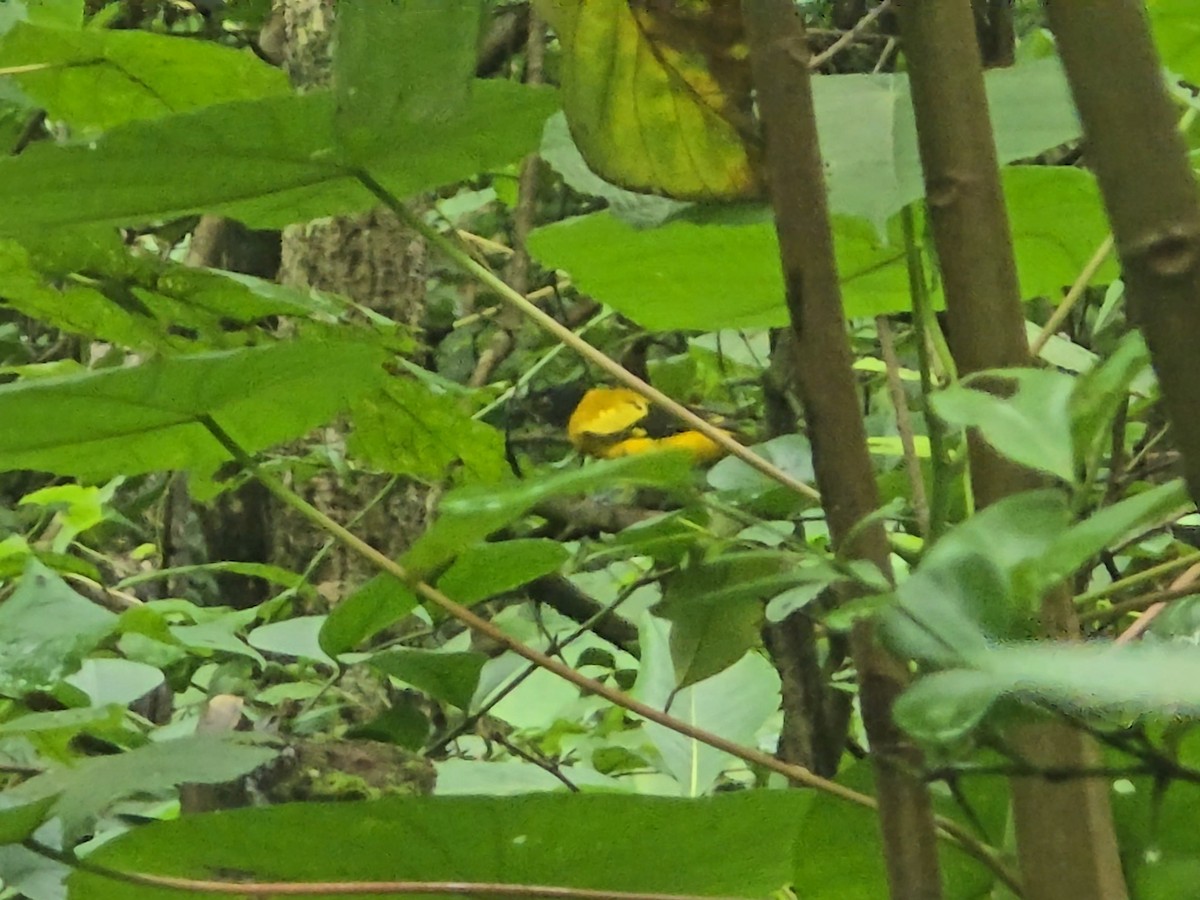 Black-hooded Oriole - ML642710014