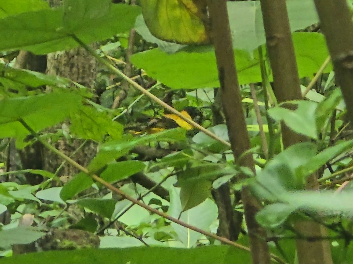 Black-hooded Oriole - ML642710015