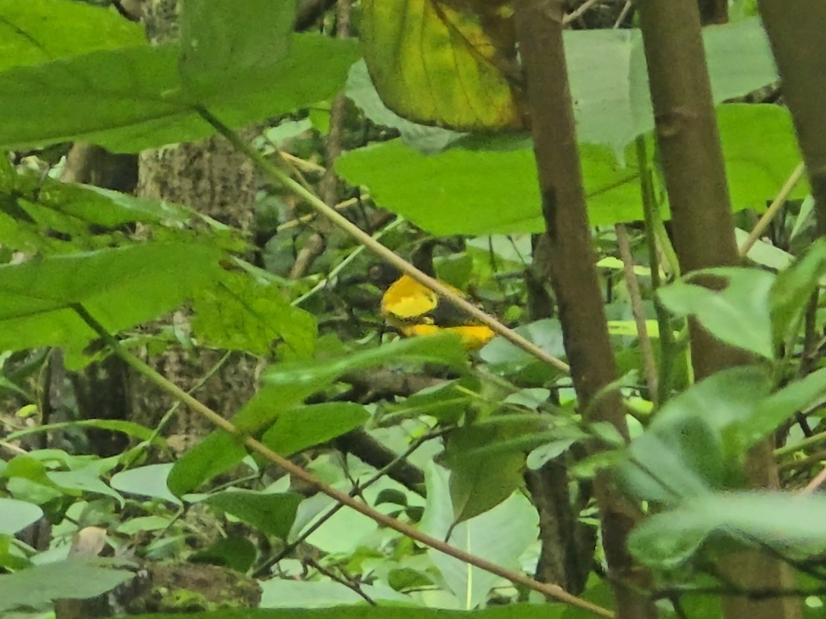 Black-hooded Oriole - ML642710016