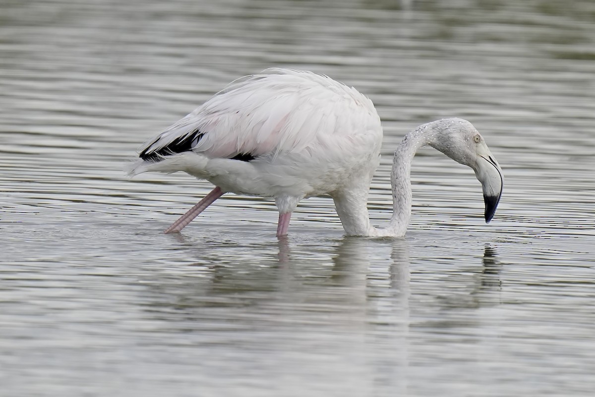 Greater Flamingo - ML642710027