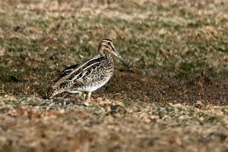 Wilson's Snipe - ML642710038