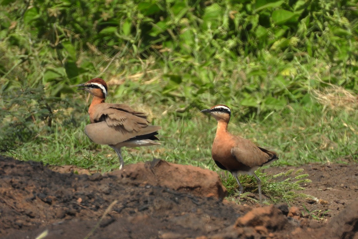 Indian Courser - ML642710042