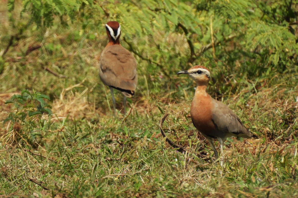 Indian Courser - ML642710043