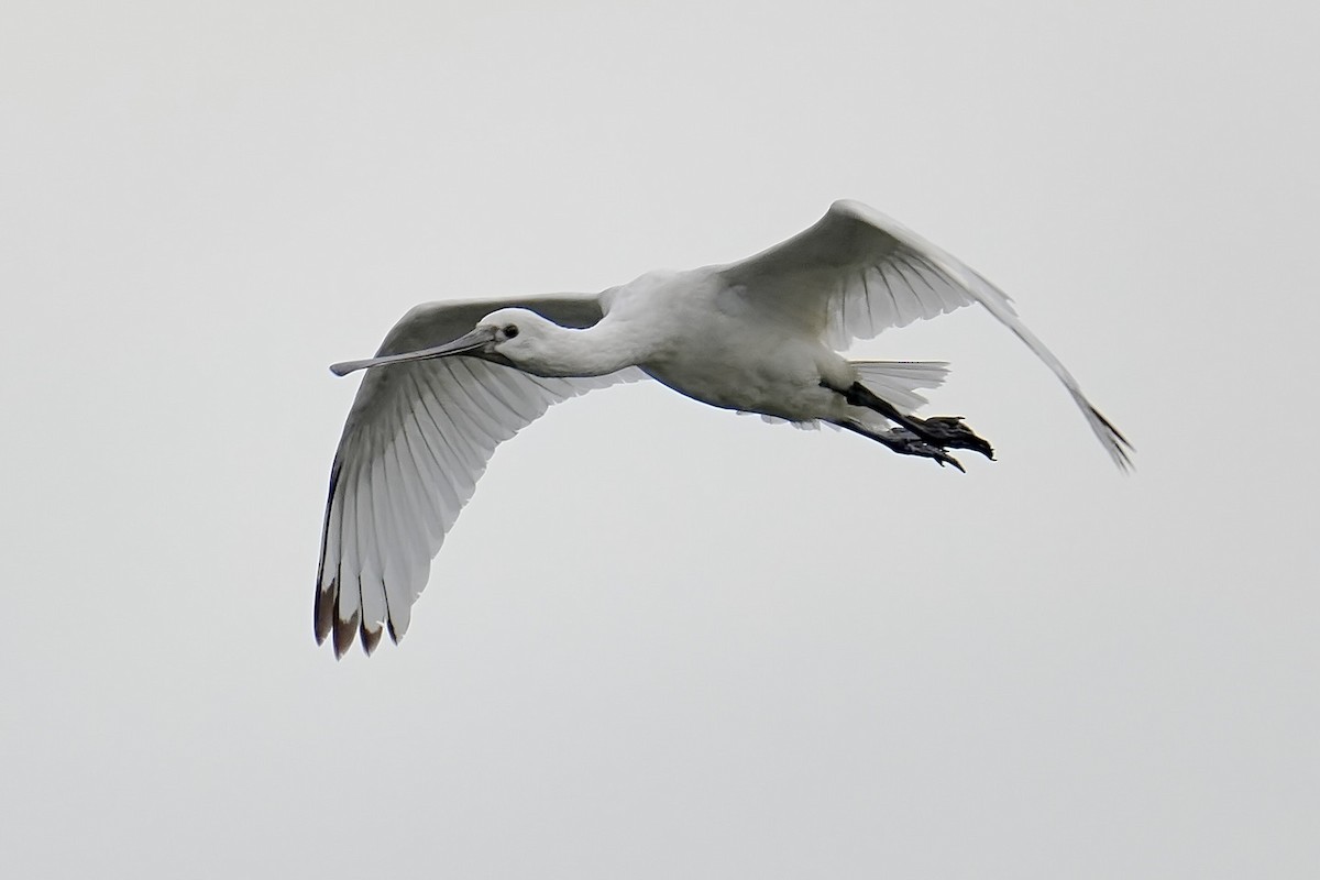 Eurasian Spoonbill - ML642710045