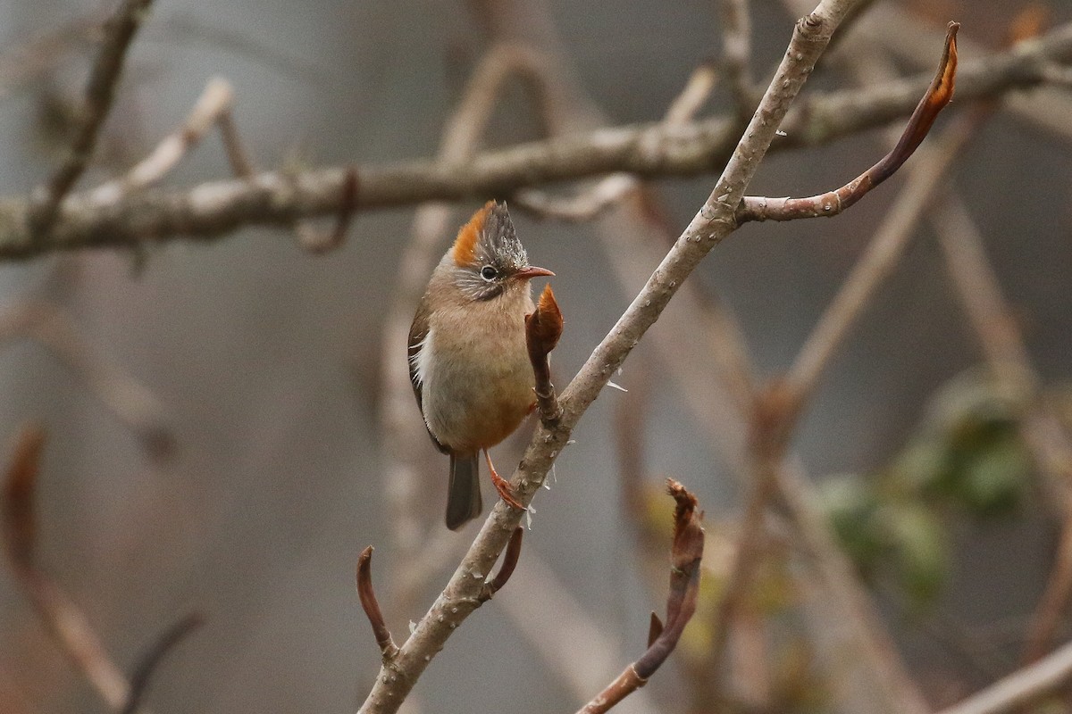 Yuhina à ventre roux - ML642710049