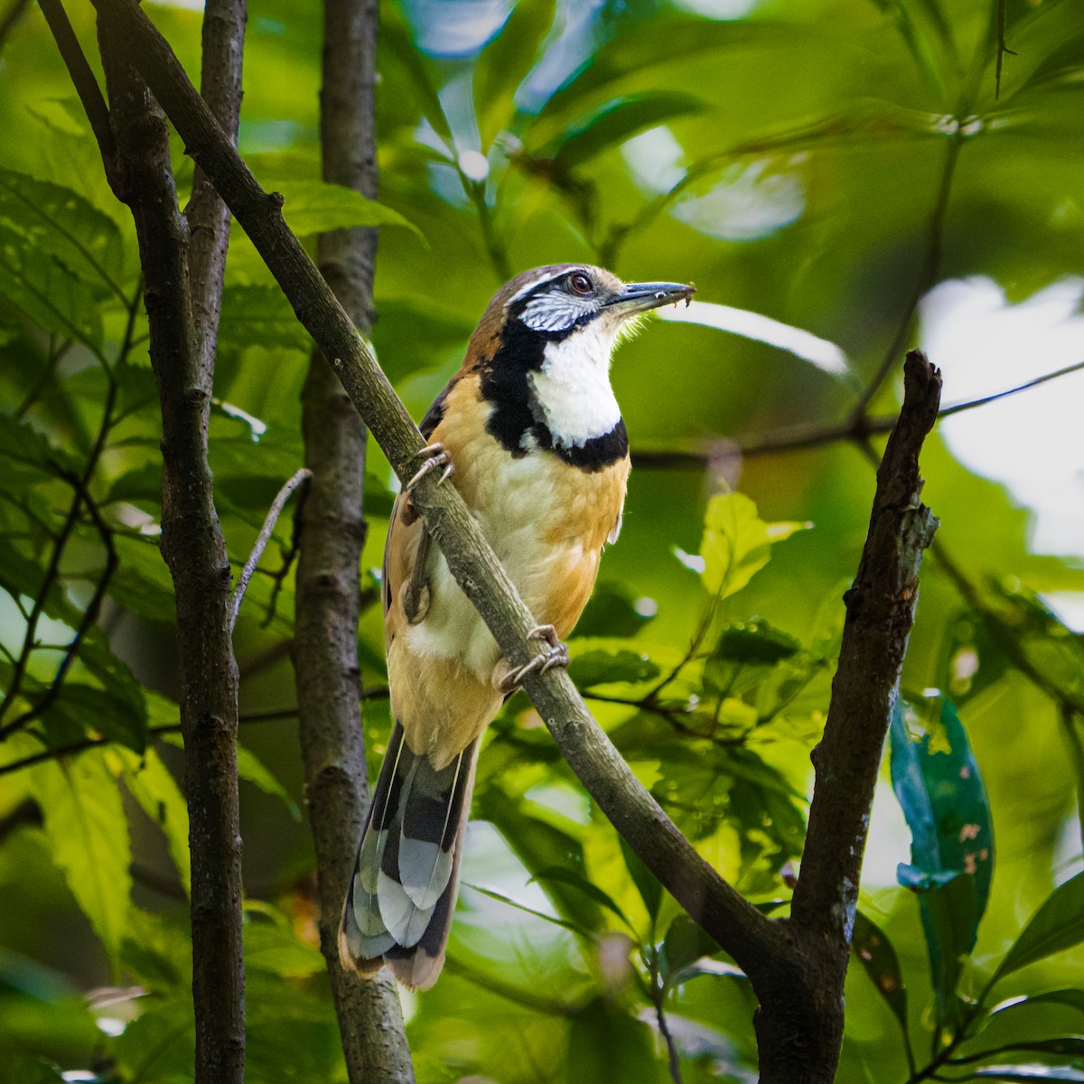 Greater Necklaced Laughingthrush - ML642710068