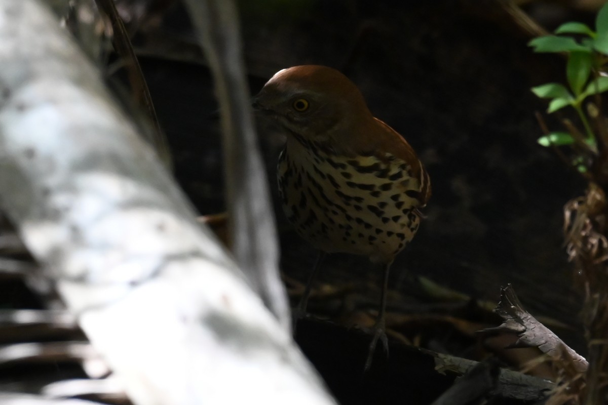 Brown Thrasher - ML642710070