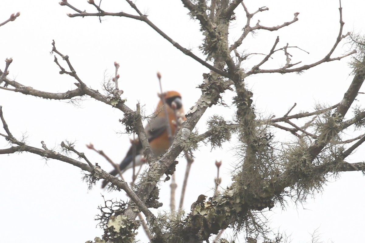 Red-headed Bullfinch - ML642710075