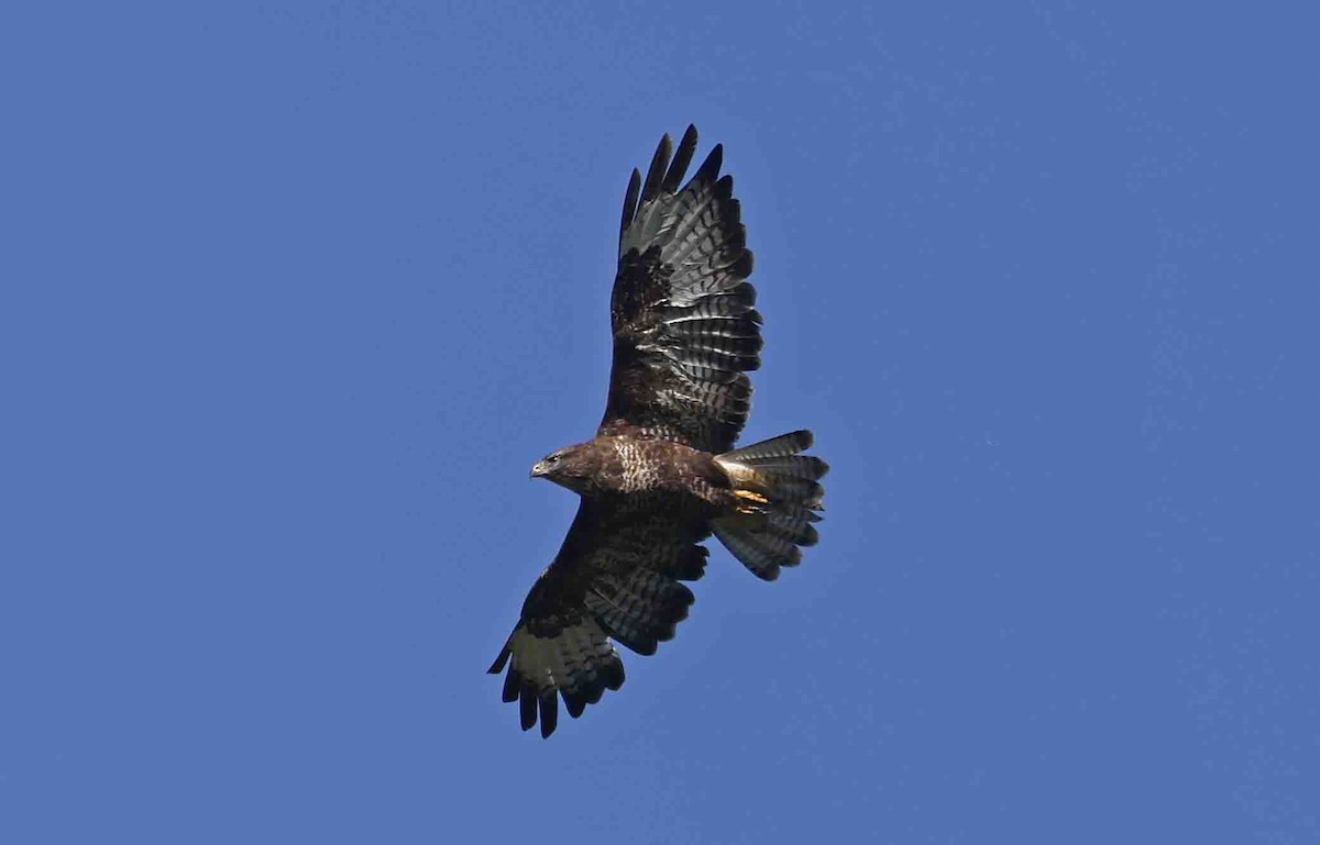 Buse variable (buteo) - ML642710084