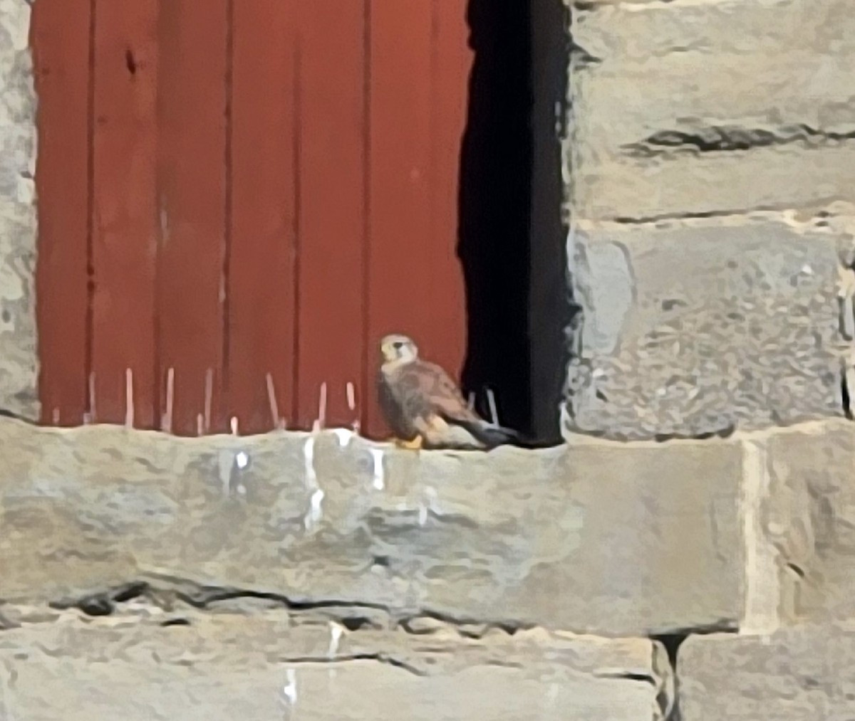 Eurasian Kestrel - ML642710091