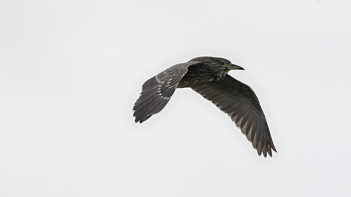 Black-crowned Night Heron - ML642710096