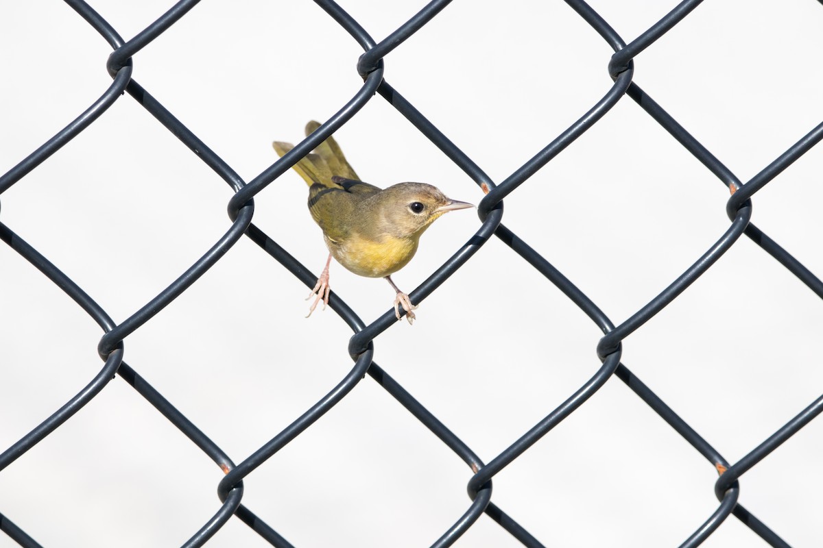 Common Yellowthroat - ML642710101