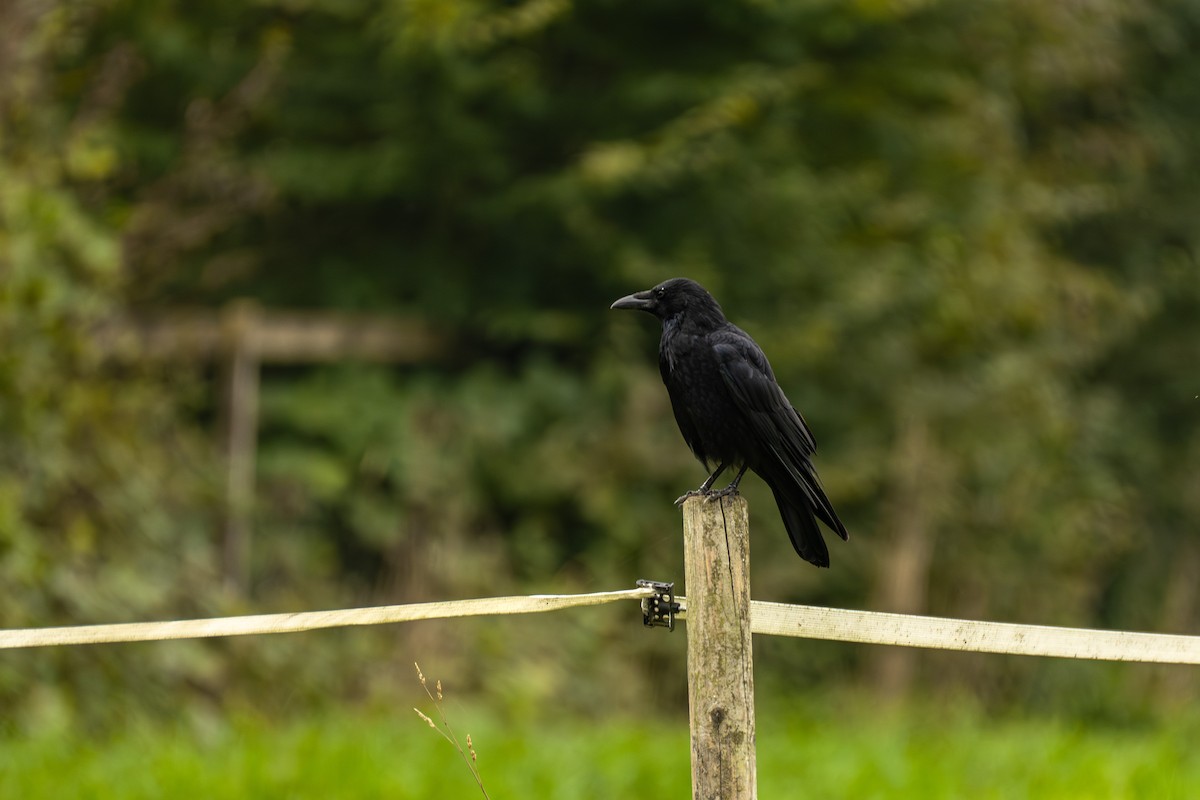 Carrion Crow - ML642710121