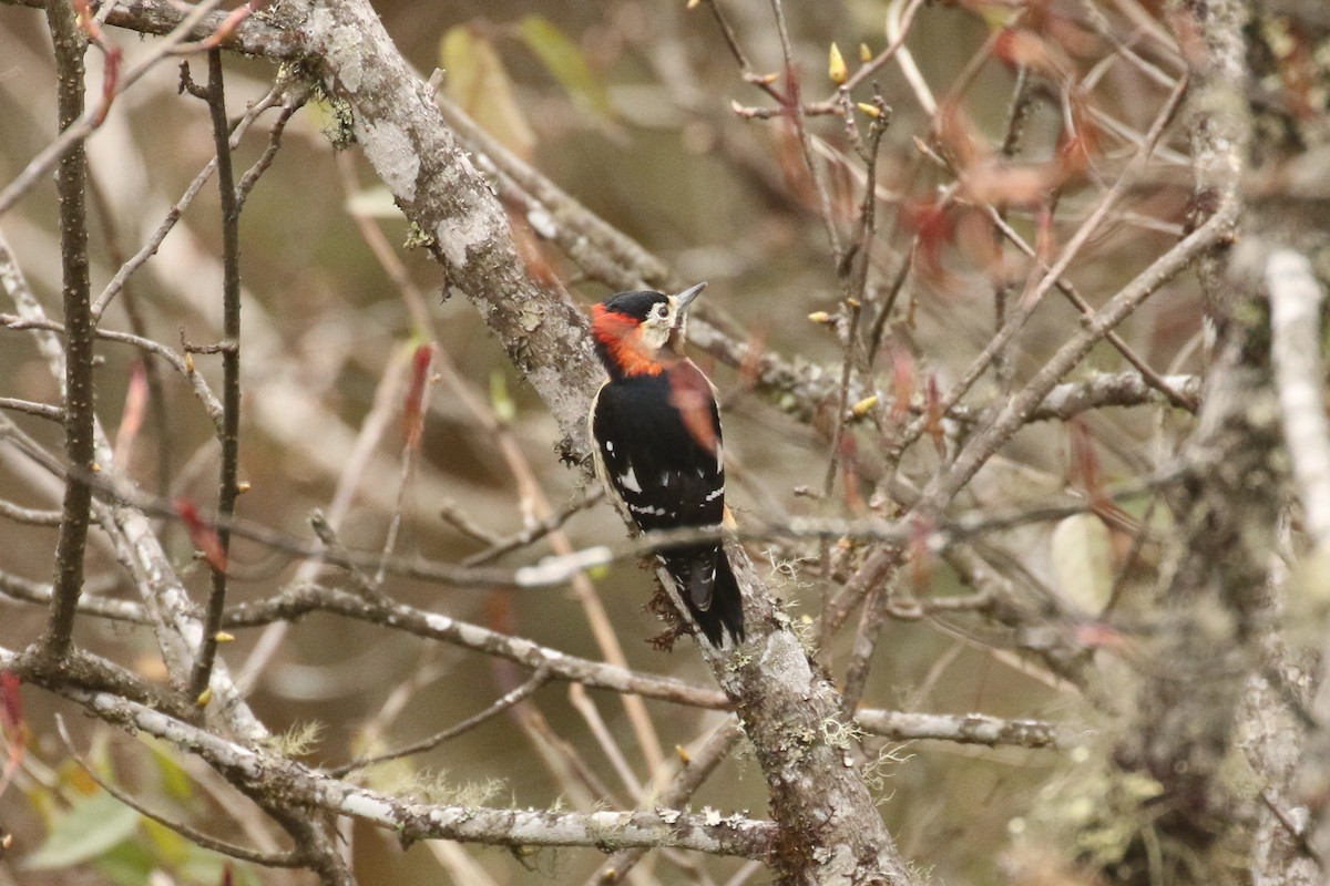 Crimson-naped Woodpecker - ML642710122
