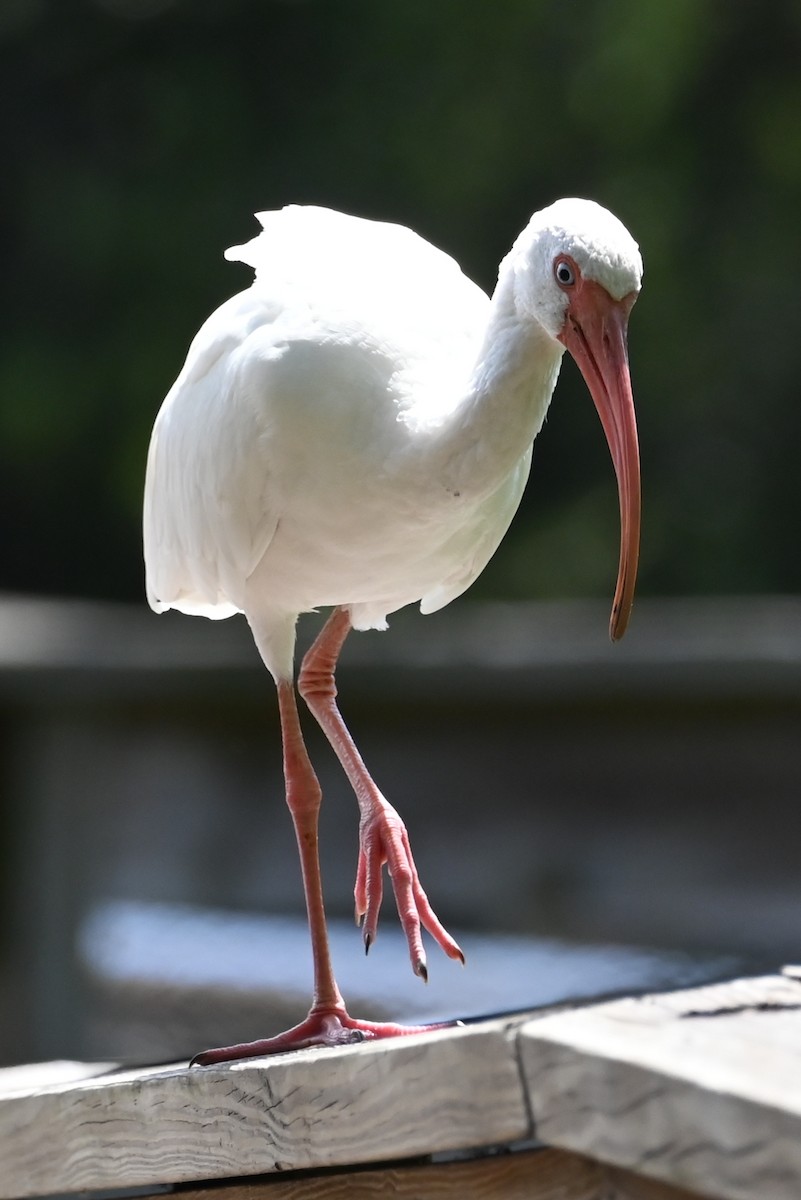 White Ibis - ML642710128