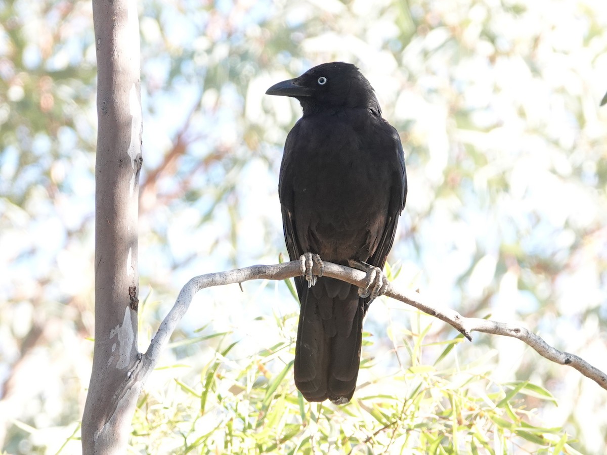 Torresian Crow - ML642710141