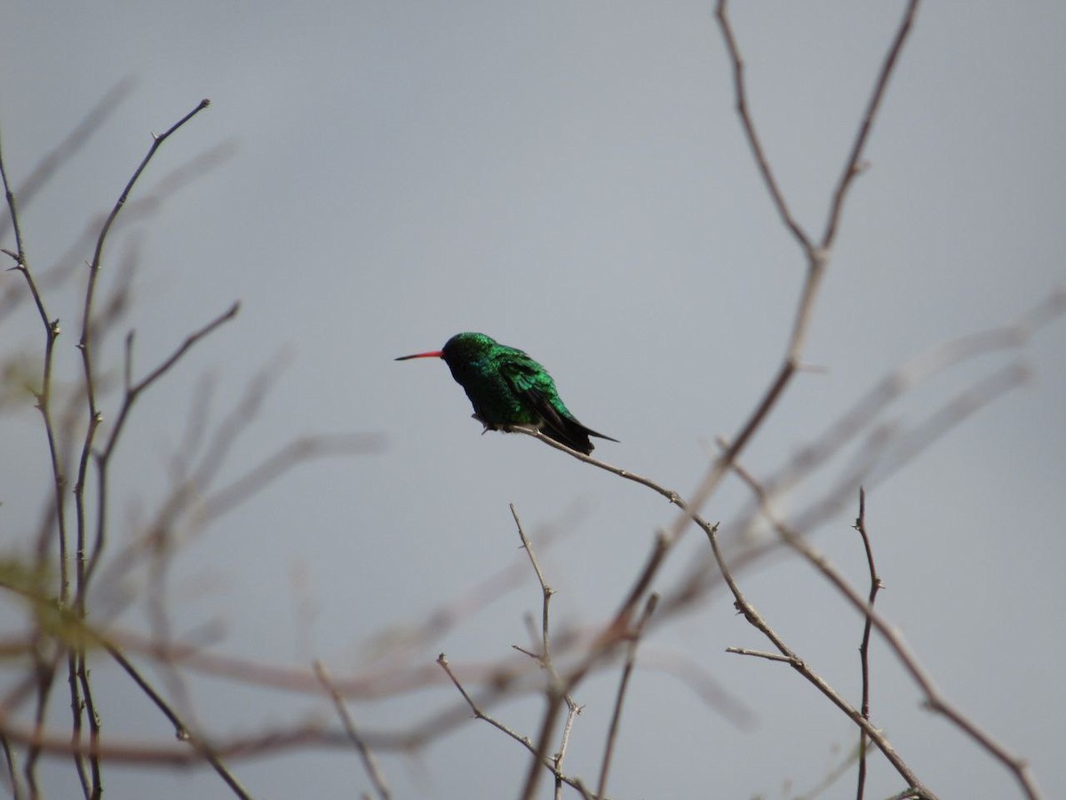 Glittering-bellied Emerald - ML642710143