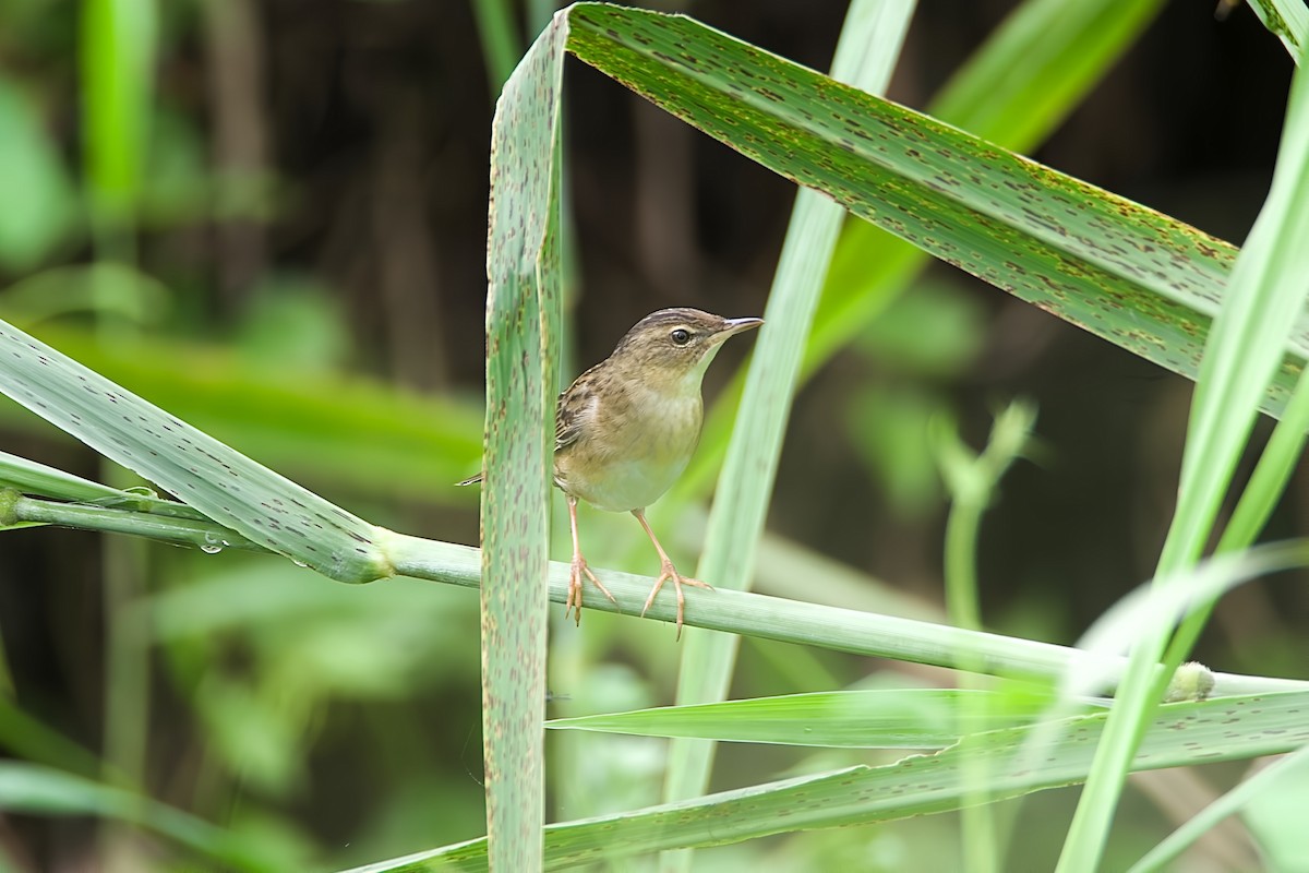 Pallas's Grasshopper Warbler - ML642710146