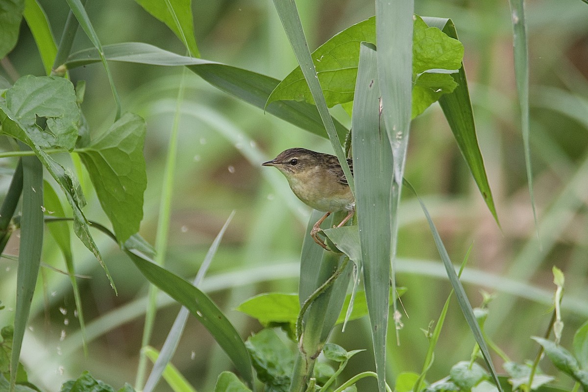 Pallas's Grasshopper Warbler - ML642710147