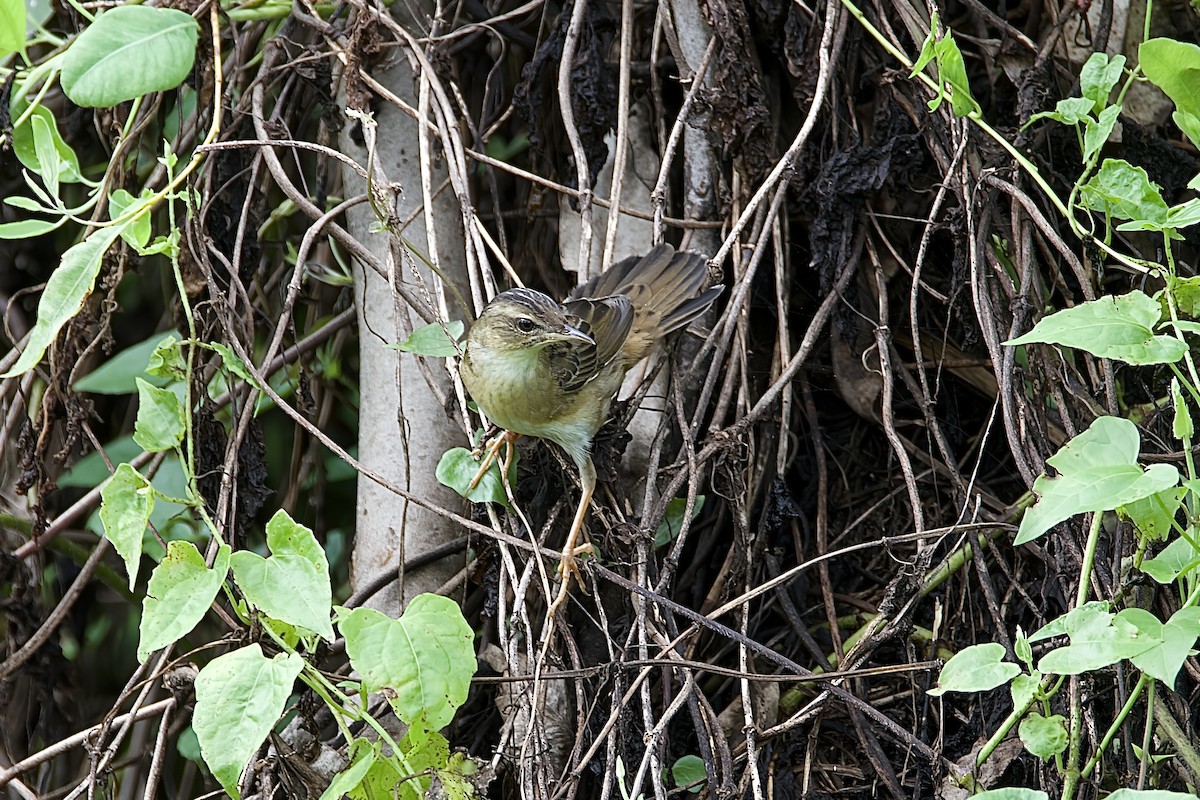 Pallas's Grasshopper Warbler - ML642710149