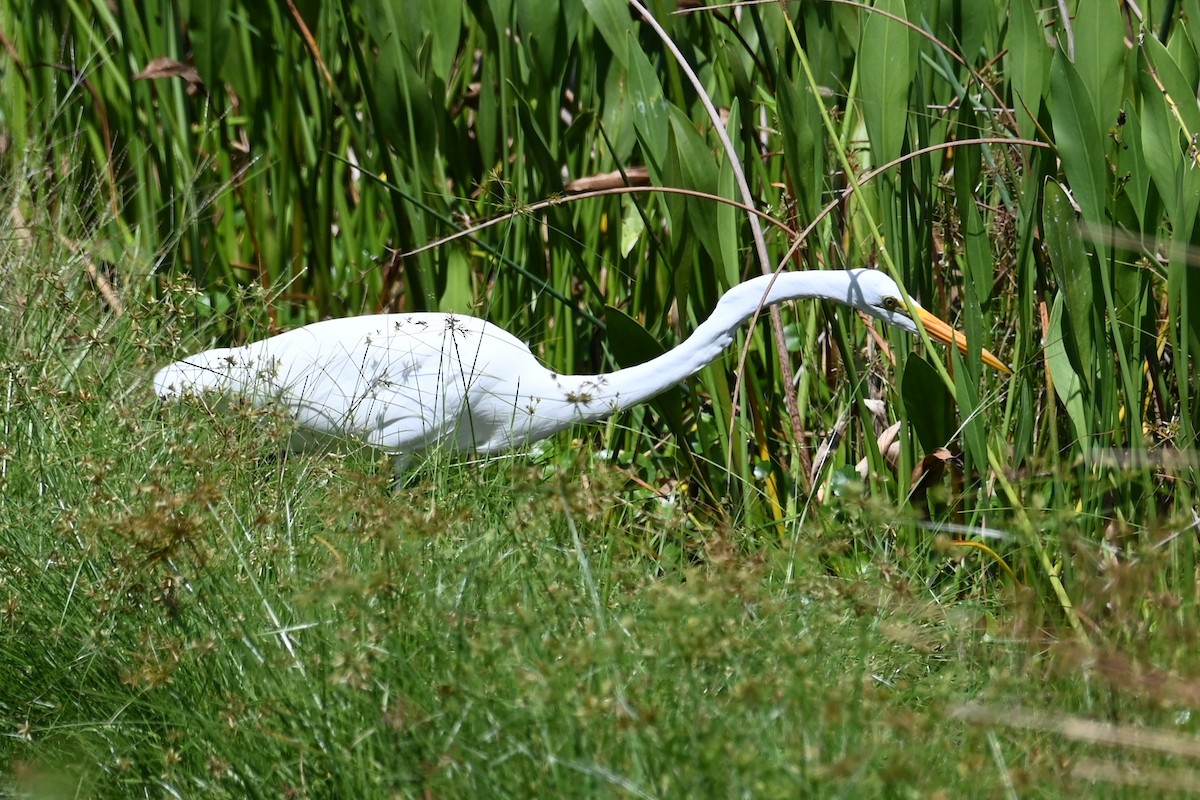 Great Egret - ML642710160