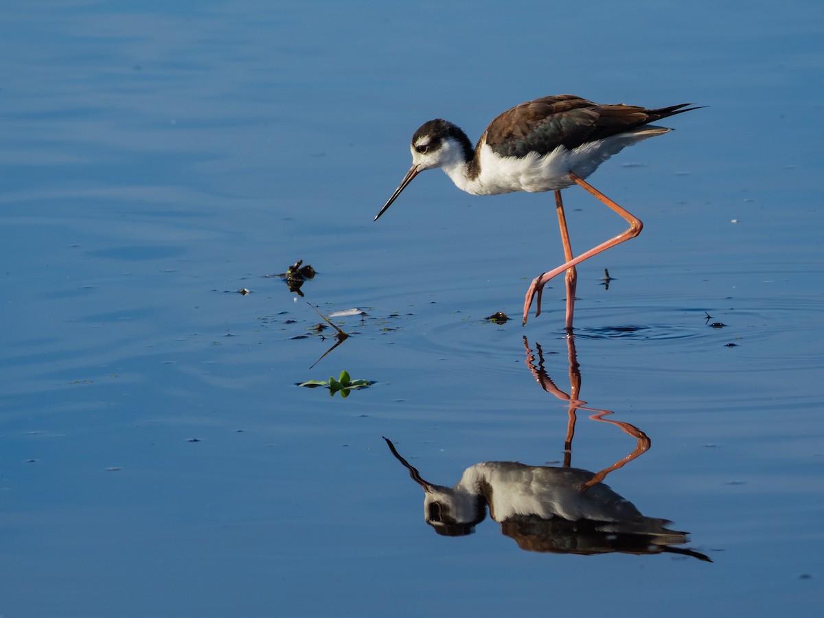 Black-necked Stilt (Black-necked) - ML642710172