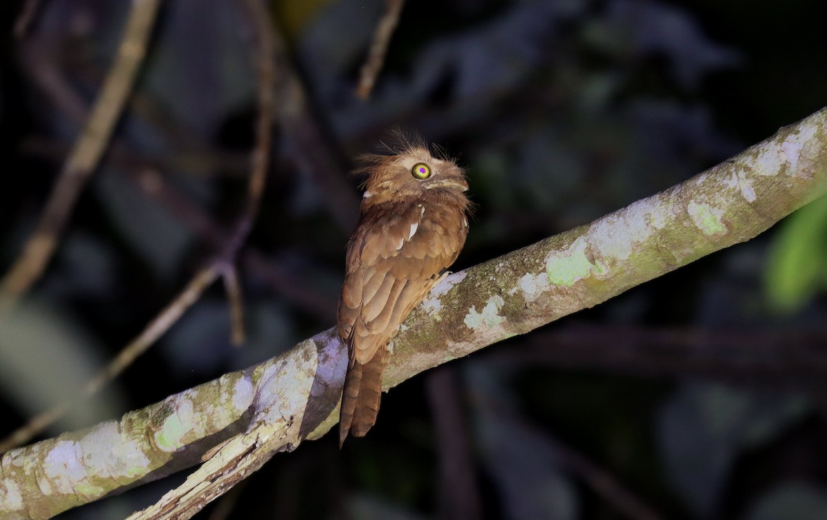 Palawan Frogmouth - ML642710177