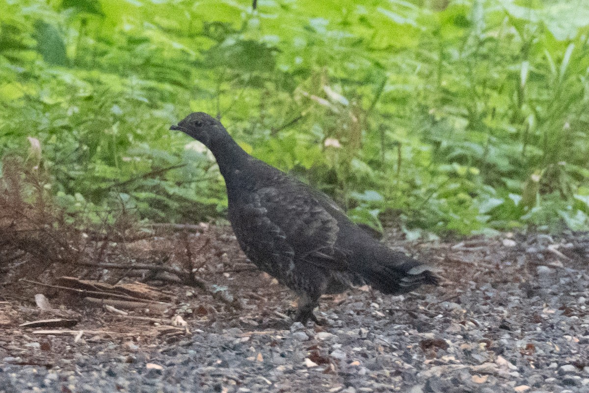 Sooty Grouse - ML642710197