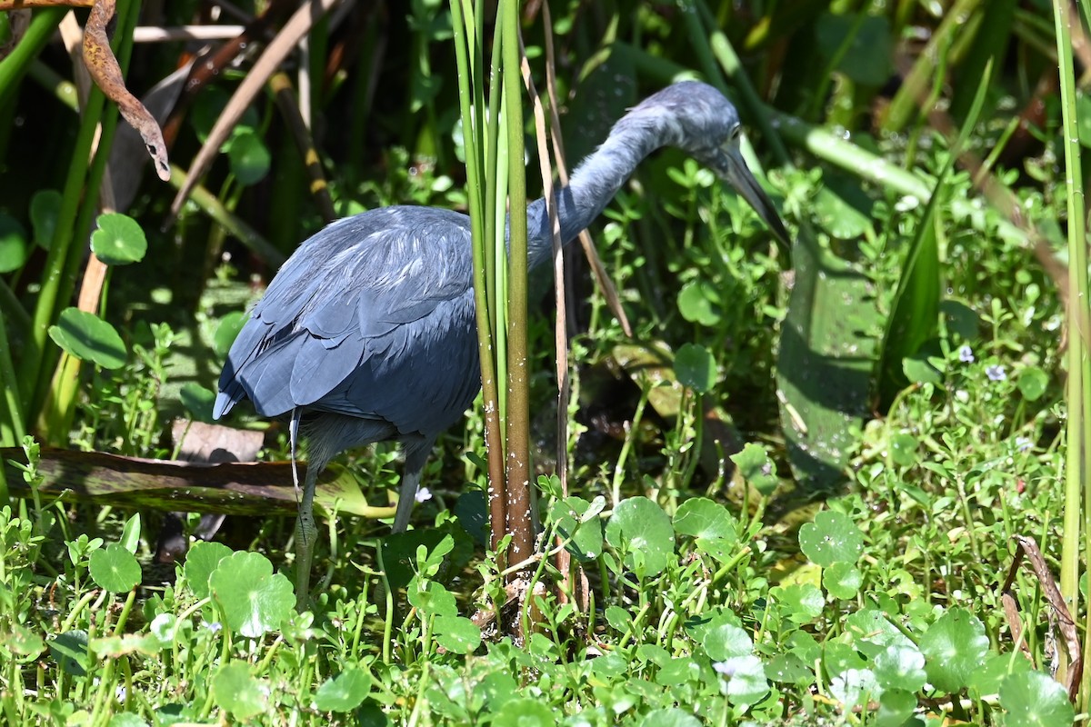 Little Blue Heron - ML642710210