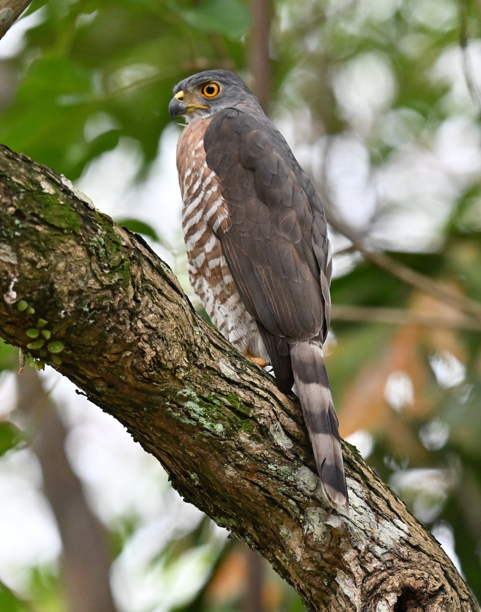 鳳頭蒼鷹 - ML642710213