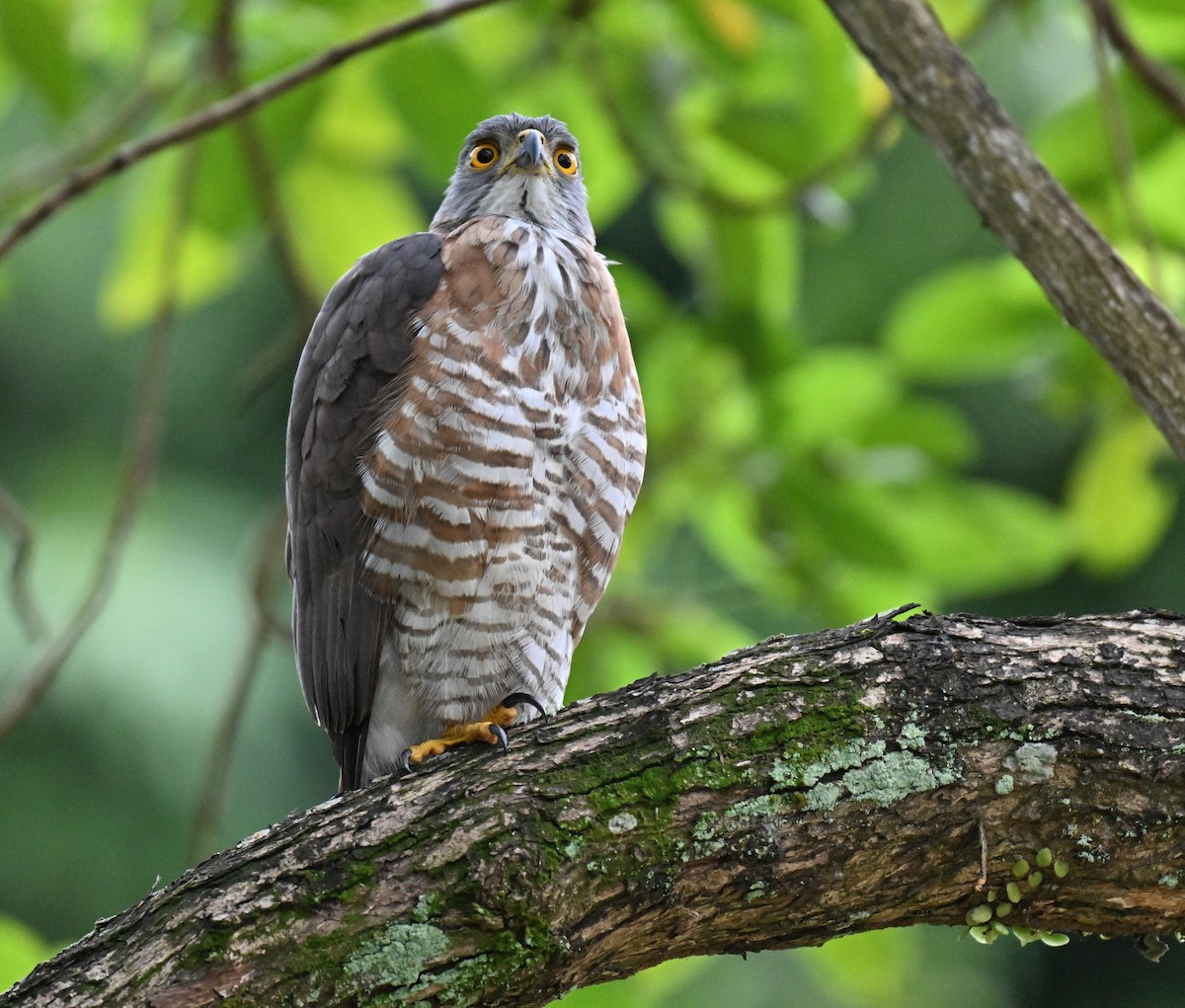 鳳頭蒼鷹 - ML642710214