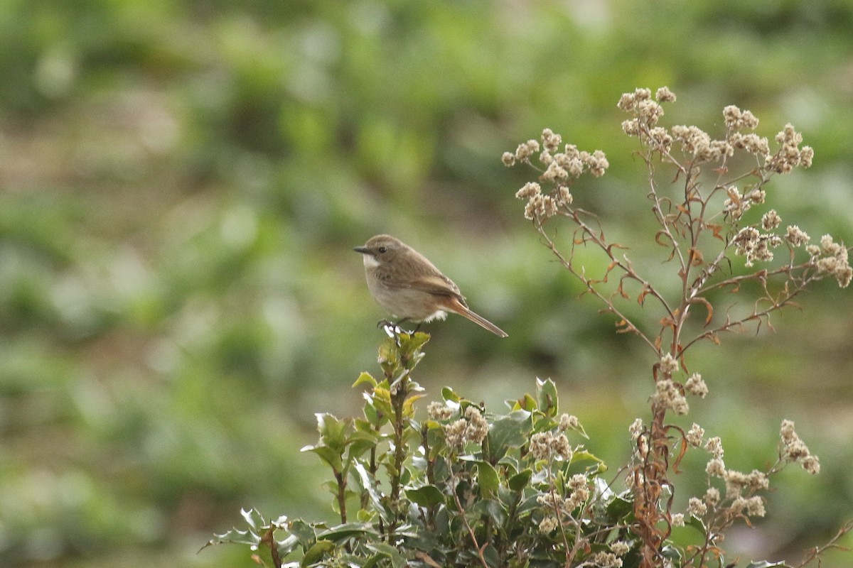 Gray Bushchat - ML642710221