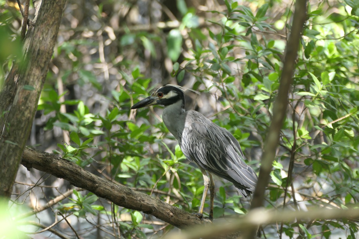 Yellow-crowned Night Heron - ML642710222
