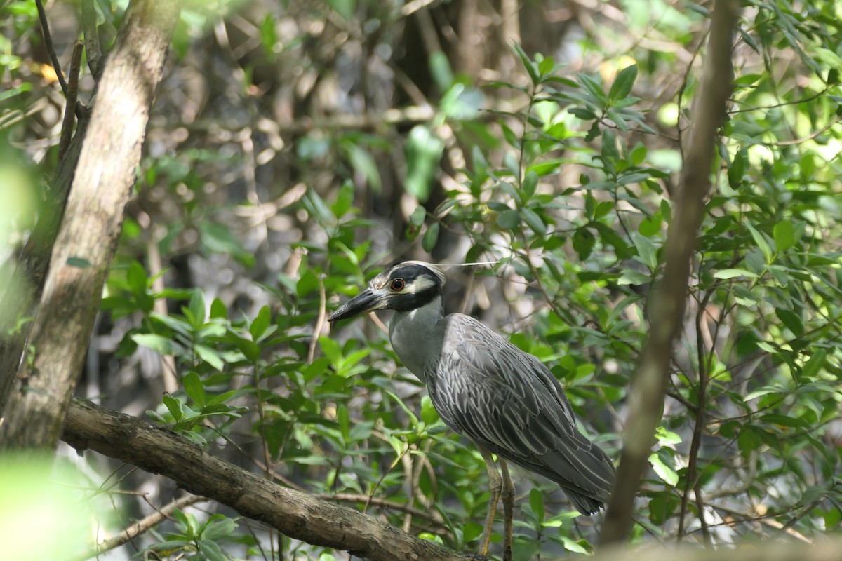 Yellow-crowned Night Heron - ML642710223