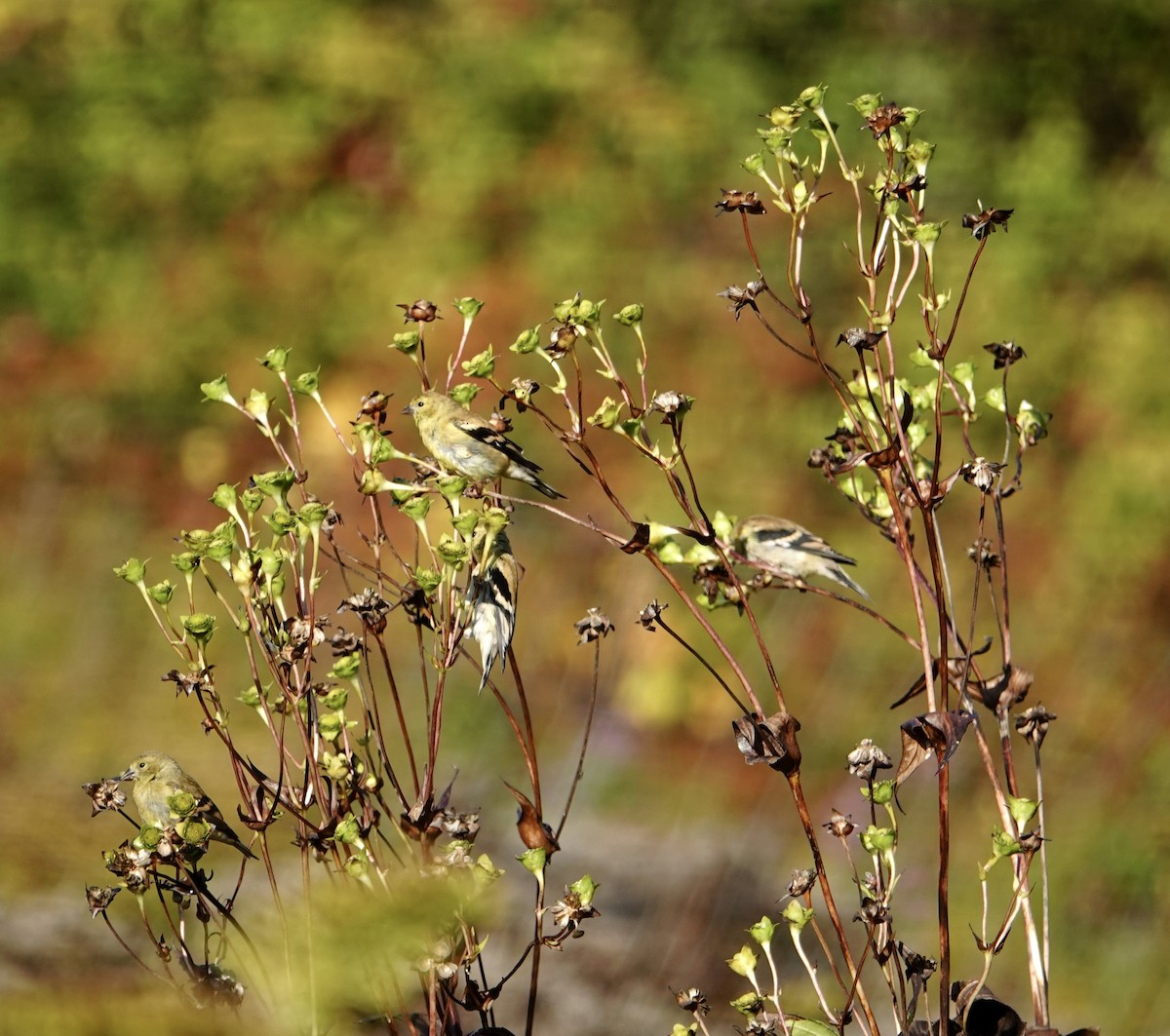 American Goldfinch - ML642710249