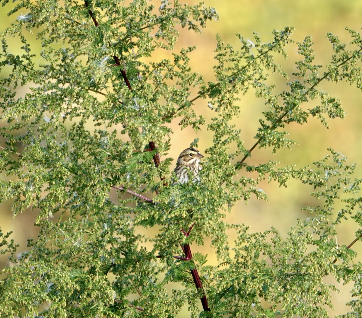 Savannah Sparrow - ML642710254