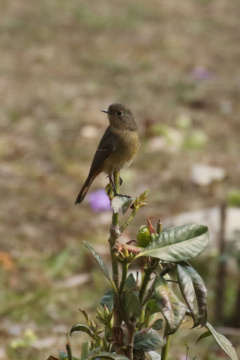 Blue-fronted Redstart - ML642710256